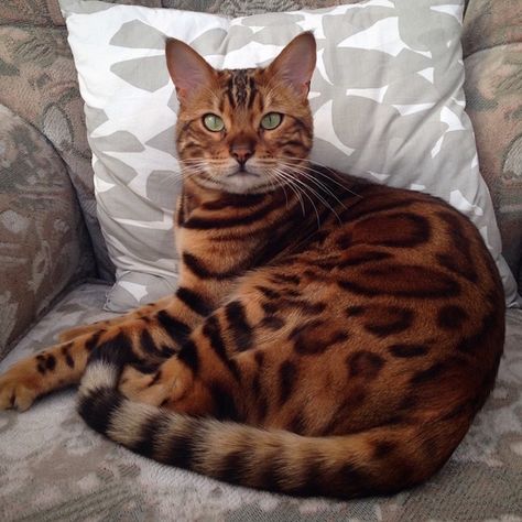 Bengal Cat Names, Bengal Cat Facts, Gato Bengali, Asian Leopard Cat, Leopard Cat, Jungle Cat, Bengal Cats, Exotic Cats, Popular Instagram