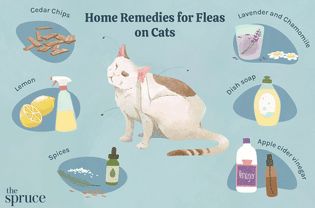 Fleas On Cats, Flea Spray For Cats, Home Remedies For Fleas, Sand Fleas, Get Rid Of Fleas, Killing Fleas, Flea Remedies, Flea Repellent, Flea Spray