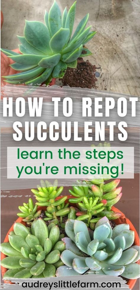 This article will teach you how to repot succulents the right way! I share all my tips so that your succulents will grow healthy whether you are repotting babies or full grown succulents! How To Start Succulents From Leaves, Caring For Succulents Outdoors, Tips For Succulents, Repot Succulents How To, Potting A Succulent, Diy Succulent Garden Outdoors, Climbing Succulent Plants, Pot Of Succulents, How To Plant A Succulent