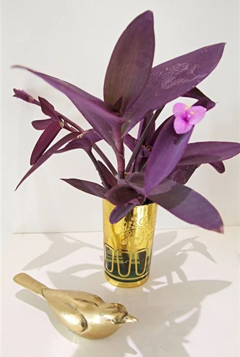 How to Grow Beautiful Purple Heart Plant in Water | Balcony Garden Web Propagating Purple Heart Plant, Propogating Plants, Purple Heart Plant, Plant In Water, Plants Grown In Water, Heart Plant, Purple Plants, Lucky Bamboo, Peace Lily