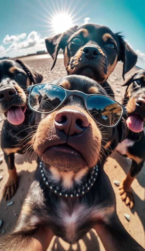 Animal Illustration Art, Funny Dog Photos, Wild Animals Pictures, Dog Selfie, Cute Dog Pictures, Monkeys Funny, Dog Wallpaper, Cute Animal Photos, Dogs Of The World