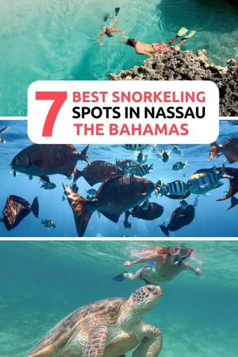 Best snorkeling in Nassau! Find out where the best Nassau Snorkeling locations are. Nassau is blessed with many types of snorkeling from, reefs, shipwrecks, plane wrecks to Marine Life. There is so much to discover underwater in the Bahamas crystal clear waters! The Bahamas waters allows for some great underwater photography. Swim with Turtles at Rose Island. #Nassau #BahamasSnorkeling #Bahamas Best Diving Destinations, Bahamas Snorkeling, Bahama Trip, Bahamas Eleuthera, Bucket List Activity, Bahamas Travel Guide, Bahamas Trip, Carnival Sunshine, Bahamas Honeymoon