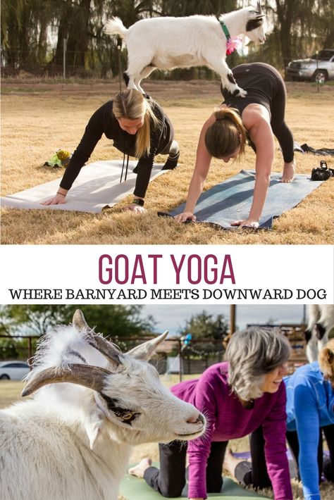 Goat Yoga: Where barnyard meets downward dog Become A Yoga Instructor, Finger Lakes Ny, Goat Care, Goat Yoga, Yoga World, Mommy Time, Yoga Pictures, A Goat, Unique Travel