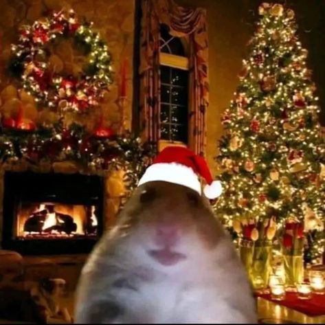 Funny Christmas Pfp, Rat Pfp, Rat Christmas, Christmas Profile Pictures, Funny Christmas Pictures, Christmas Memes, Funny Animal Photos, Winter Images, Christmas Icons