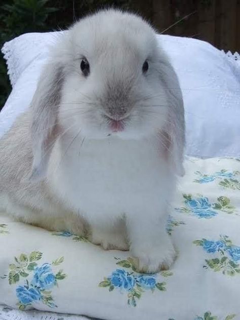 Ticci Toby, Holland Lop, Male And Female, Caregiver, Holland, On Twitter, Twitter