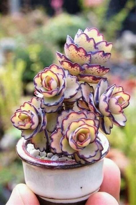 Purple Green Succulent, Suculent Plants, Cool Succulents, Ideas For Front Porch, Blooming Succulents, Decorating Ideas For Living Room, Purple Succulents, Succulent Garden Design, Succulent Garden Diy