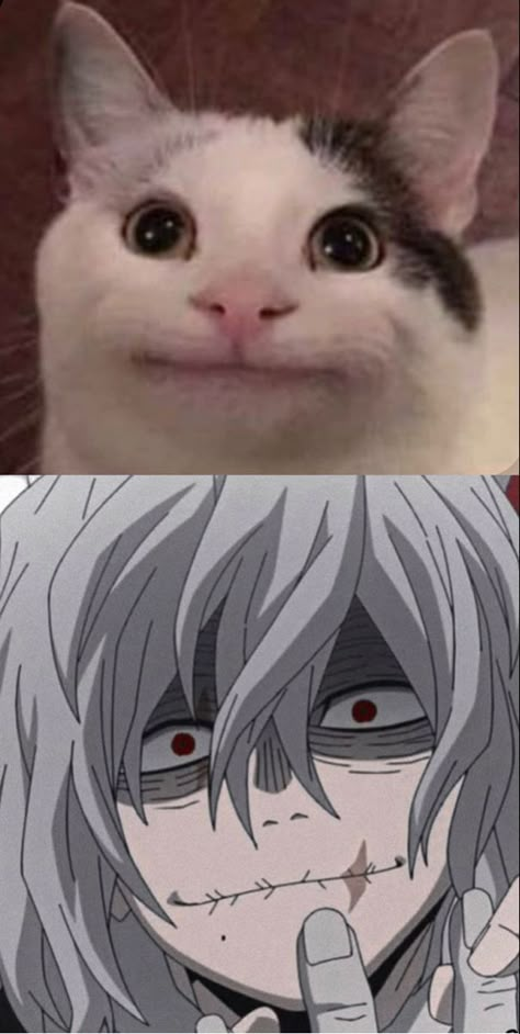 #anime #mha #bnha #lov #shigaraki #politecat Hilarious Animal Memes, Anime Chart, Meme Chat, Mha Pfp, Learning About Animals, My Hero Academia Eraserhead, Anime Mha, Mha Cosplay, Shota Aizawa