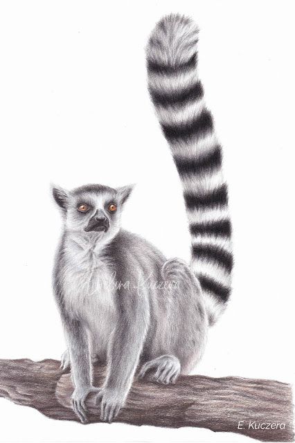 Draw With Colored Pencils, Drawing Tutorial Step By Step, Lemur Art, Colored Pencil Drawing Tutorial, Colored Pencils Drawing, Ring Tailed Lemur, Branch Drawing, Wild Animals Painting, Pencil Drawing Tutorials