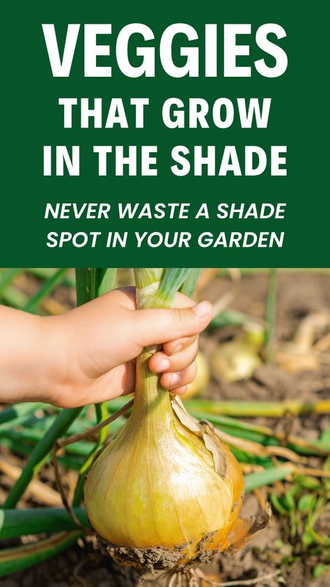 Discover the best vegetables to grow in the shade. From leafy greens to root vegetables, make the most of your shady garden spots. Part Shade Vegetable Garden, Partial Shade Vegetable Garden, Shade Veggies, Veggies To Grow In Shade, Growing Cabbage From Scraps, Shade Vegetables, Best Vegetables To Grow, Seedlings Indoors, Best Vegetables