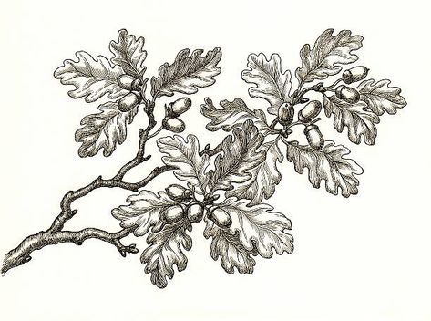 Oak Leaf Tattoos, Oak Tree Drawings, Pine Tattoo, Tree Tattoo Men, Branch Drawing, Family Tree Painting, Oak Tree Tattoo, White Oak Tree, Oak Branch