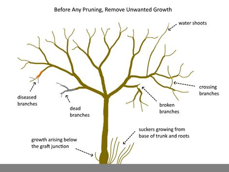 Pruning Peach Trees, Apple Tree Care, Fruit Tree Pruning, Espalier Fruit Trees, Prune Fruit, Pruning Fruit Trees, Apricot Tree, Growing Fruit Trees, Tree Pruning