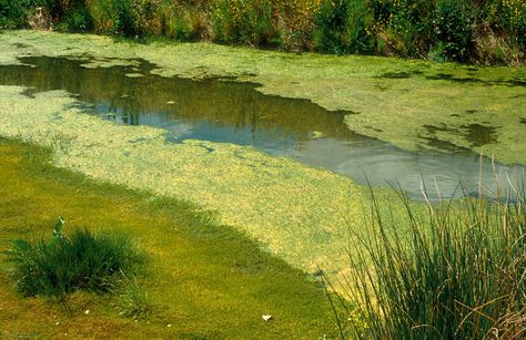 The startup recently received federal funding to keep commercializing the technology. Founder Ryan Powell explains the vision. Pond Algae, Swimming Safety, Dog Shaking, Backyard Pond, Blue Green Algae, Green Algae, Tiny Plants, Small Ponds, Ponds Backyard