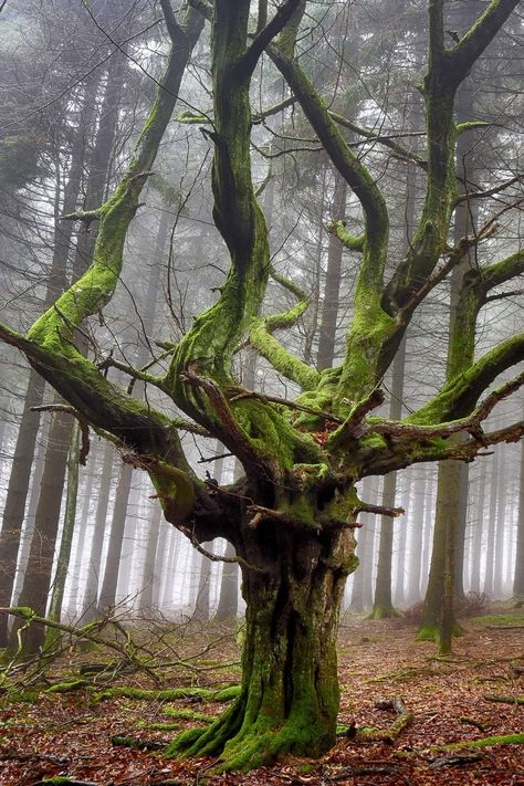 Ironwood Tree, Haunted Tree, Fairy Tree, Mystical Forest, Unique Trees, Colorado, Castle, Trees, Track