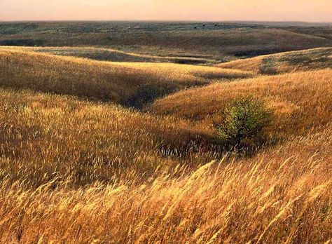 *🇺🇸 Grasslands of Flint Hills (Kansas) by James Nedresky 🌾 Hills Photography, Flint Hills, Landscaping Software, Fields Of Gold, Autumn Landscape, Landscape Photos, Beautiful World, Beautiful Landscapes, Beautiful Images