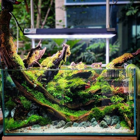 Nature Style Aquascape, Tree Aquascape, Cube Aquascape, Forest Aquascape, Aquascape Ideas, Biotope Aquarium, Fish Tank Terrarium, Aquascape Design, Aquatic Garden