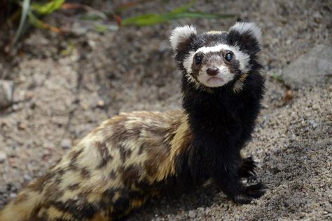 Tigeriltis im Zoo Magdeburg | Marbled Polecat | catnip254 | Flickr Cuddly Animals, Unusual Animals, Rare Animals, Cute Animal Photos, Animal Wallpaper, Cute Creatures, Animal Planet, Animal Photo, Doberman