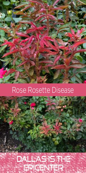 Rosette Disease, Rose Diseases, Knock Out Roses, Drift Roses, Knockout Roses, Bright Red, Knock Knock, Knock Out, Disease