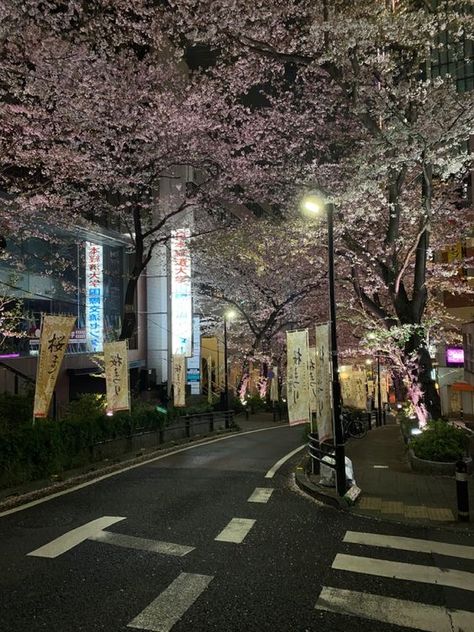 Oboreru Knife, Tokyo At Night, Japan Vibes, City Core, Sakura Season, Tokyo Aesthetic, Tokyo Streets, Japan Spring, Season Aesthetic