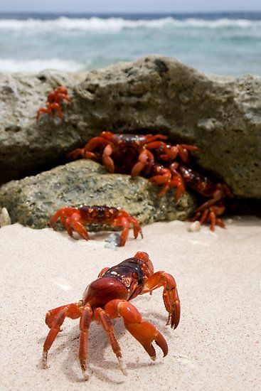 Christmas Island Crabs Crab Jewelry, Hermit Crabs, Water Creatures, Underwater Creatures, Underwater Life, Fish Sea, Water Life, Water World, Aquatic Life