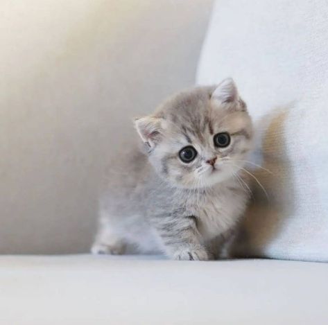 you like? Gato Munchkin, Cute Cat Costumes, Super Cute Kittens, Munchkin Kitten, Munchkin Cat, Cute Little Kittens, Silly Cats Pictures, Cute Cats Photos, Little Kittens