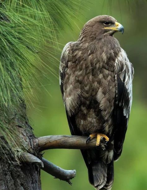 Steppe Eagle Steppe Eagle, Kinds Of Birds, Birds Of Prey, Beautiful Birds, Bald Eagle, Owls, Eagles, Deer, Birds