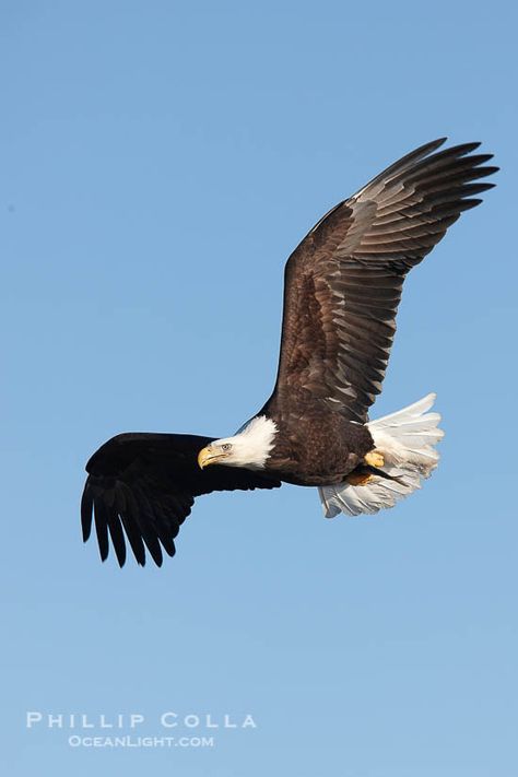 Bald eagle in flight, wing spread, soaring. Haliaeetus leucocephalus photograph. Photograph #22678 by Phillip Colla / Oceanlight.com. Bald Eagle Wings, Creek Tattoo, Eagles In Flight, Haliaeetus Leucocephalus, Homer Alaska, Eagle In Flight, Eagle Wings, Bald Eagles, Eagle Tattoo