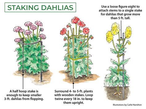 Dahlia Flower Garden, Cut Flower Farm, Dahlias Garden, Growing Dahlias, Fall Flower Arrangements, Garden Planner, Cut Flower Garden, Plant Supports, Dahlia Flower