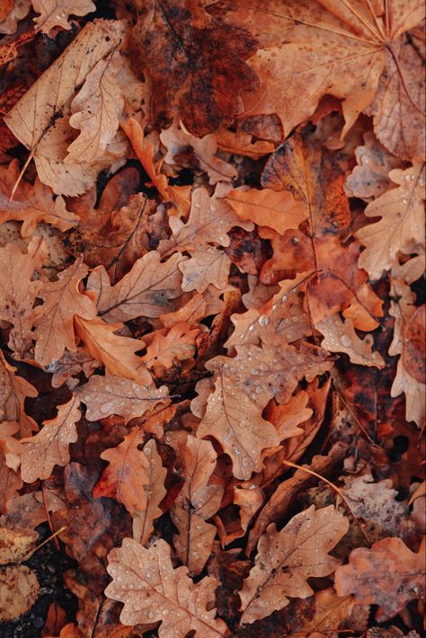 HD 4K high quality professional photograph free stock photo of orange and brown crunchy fall leaves that can be used as a wallpaper background for the new ios 16 iPhone update or desktop wallpaper Ios 16 Wallpaper Brown, Iphone Update, Orange Autumn, Brown Leaves, New Ios, Ios 16, Dry Leaf, Aesthetic Gif, Aesthetic Videos