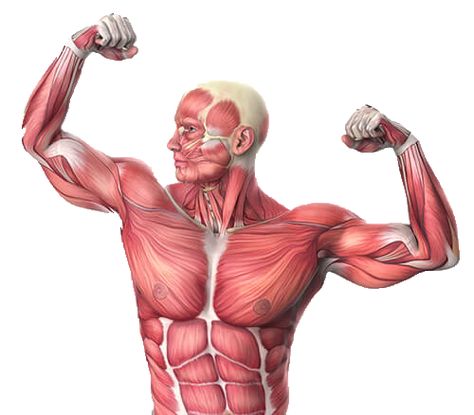 The Real Reason You’re Losing Muscle Mass as you Age Moving Drawing, Amino Acid Supplements, Pectoral Muscles, Weight Transformation, L Carnitine, Muscle Body, Clear Mind, Lean Body, Hip Flexor