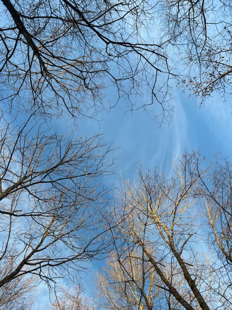 #winter #sky #weather #tree Winter Tree Aesthetic, Dry Tree, Sky Weather, Clear Winter, Pretty Trees, Winter Sky, Bright Winter, Blue Tree, Clear Sky