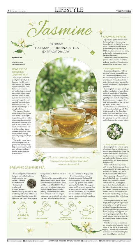 Jasmine Tea Flower, Jasmine Magical Properties, Jasmine Tea Aesthetic, Jasmine Tea Recipe, Growing Jasmine, Jasmine Tea Benefits, Jasmine Flower Tea, Jasmine Pearl Tea, Herbs For Protection