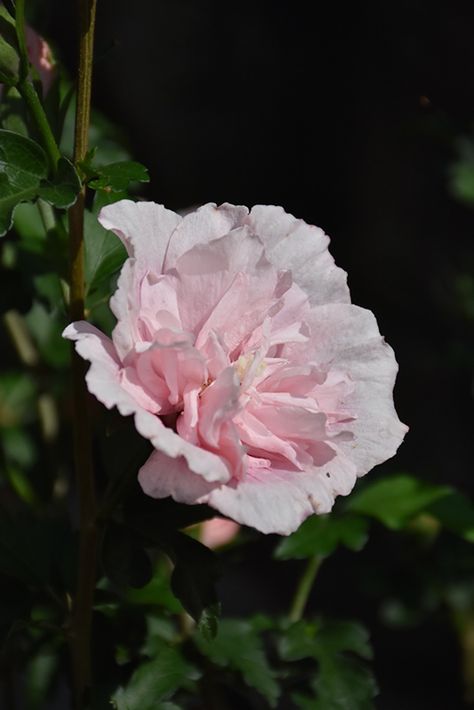 Pink Chiffon Rose Of Sharon, Rose Of Sharon Tree, Rose Of Sharon Bush, Wheaton Illinois, Hibiscus Syriacus, Diy Curb Appeal, Perennial Border, Container Gardening Flowers, Hummingbird Tattoo