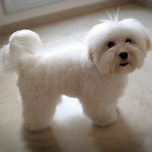 Shitzu Dogs Haircuts, Cotton De Tulear, Coton De Tulear Puppy, Coton De Tulear Dogs, Chien Shih Tzu, Dog Grooming Styles, Maltese Poodle, Puppy Cut, Dog Haircuts