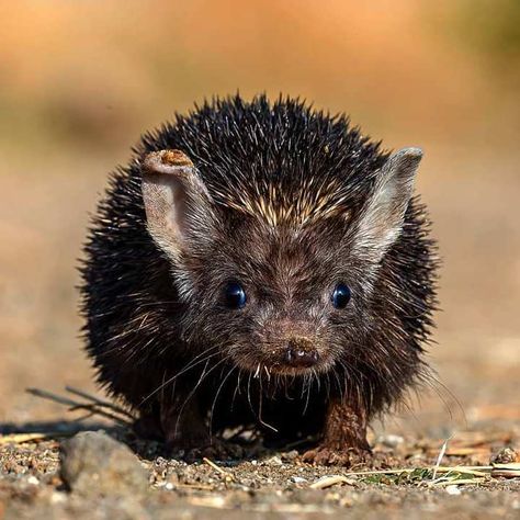 Long-eared Hedgehog (Hemiechinus auritus) / Image by pinkesh_tanna (Pinkesh Tanna) from instagram Desert Hedgehog, Long Eared Hedgehog, Cute Hedgehog, Poster Background, Poster Background Design, Hedgehogs, From Instagram, Reptiles, Background Design