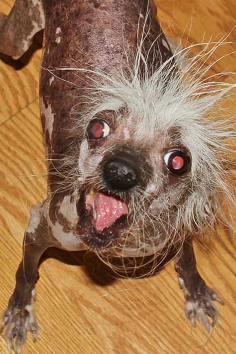 Try Not Laugh, World Ugliest Dog, Ugly Dog, Bat Dog, Ugly Dogs, Dog Meme, Dog Haircuts, Funny Dog Memes, Hairstyles For Girls