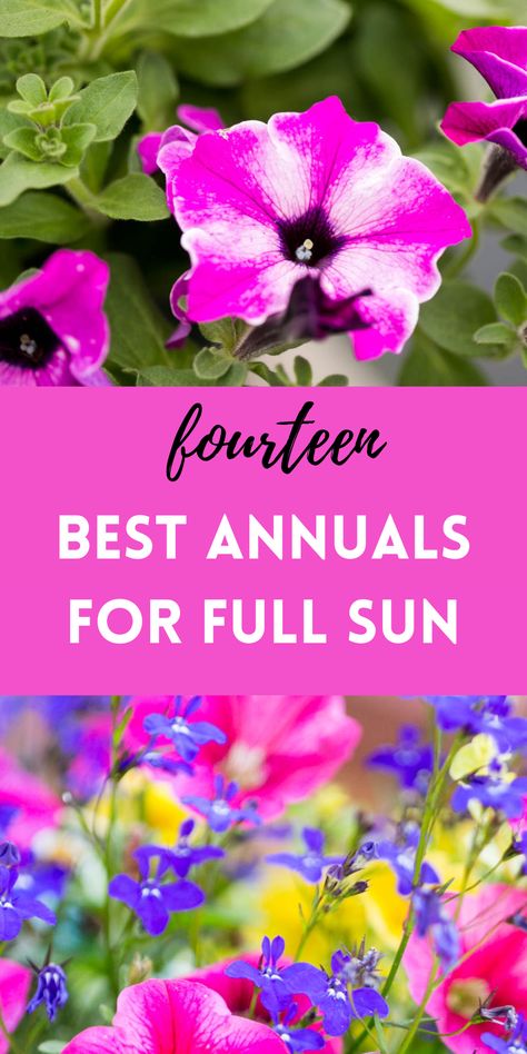 annual flowers petunias and lobelia in full sun Full Sun Annuals Flower Bed, Full Sun Annuals For Pots, Full Sun Flower Pot Ideas, Annuals For Full Sun, Annual Flowers For Full Sun, Flowers For Full Sun, Annual Flower Beds, Suncatchers Diy, Easy To Grow Flowers