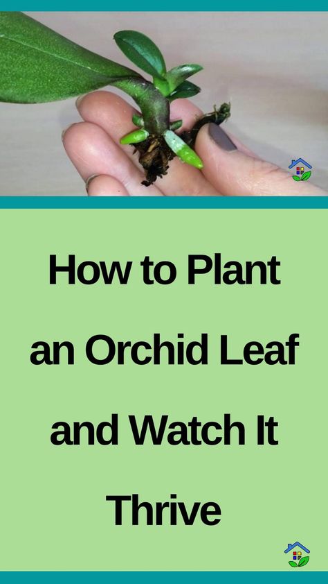 Growing Orchids from Leaves: Step-by-Step Guide | Wiki for Tips Propagating Orchids, Orchid Propagation, Leaf Propagation, Repotting Orchids, Orchids In Water, Indoor Orchids, Orchid Plant Care, Grafting Plants, Orchid Roots