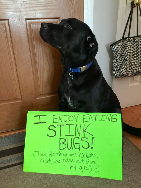 Stop Bugging Me Dog Shaming Pictures, Dog Shaming Funny, Animal Shaming, Stink Bugs, Dog Jokes, Cute Animal Memes, Dog Shaming, Black Labrador Retriever, Funny Dog Pictures