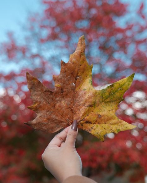 Hunting for the one true maple leaf 🍁 ___________________________________________________________ 🔖 Fall in Vancouver • Autumn in Canada • October in Vancouver • Fall vibes • maple leaf • Fall foliage • British Columbia • Fall in BC • Fall spots in Vancouver • Fall leaves • Fall colors • Fall Vibes • Autumn • Autumn instagram photo ideas Autumn In Canada, Autumn Instagram, Leaves Fall, Instagram Photo Ideas, Fall Foliage, Fall Leaves, Fall Vibes, Maple Leaf, British Columbia