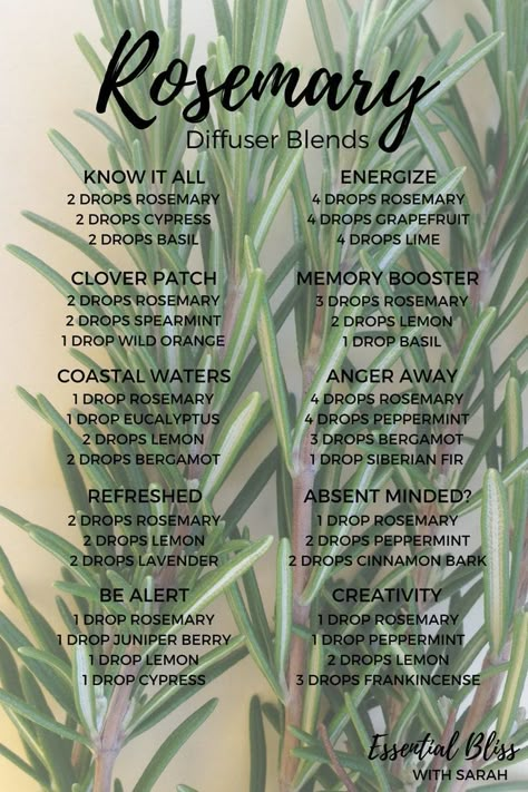 Rosemary Diffuser Blends | dōTERRA Essential Oils | Concentration | Flavouring #homemadeessentialoils Essential Oils For Babies, Essential Oil Combinations, Magia Das Ervas, Doterra Essential Oils Recipes, Essential Oil Diffuser Blends Recipes, Essential Oil Remedy, Essential Oils Guide, Essential Oils Herbs, Essential Oil Diffuser Recipes