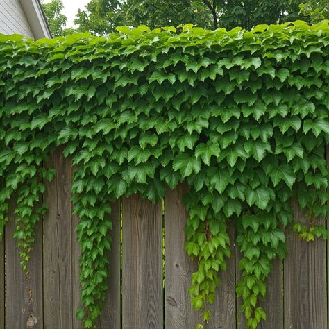 How To Make Your Fence More Private With Vines Training Vines, Living Fence, Trumpet Vine, Types Of Fences, Natural Pest Control, English Ivy, Metal Fence, Grow Bags, Peace Lily