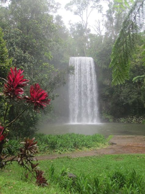 Daintree rainforest Queensland - The oldest Rainforest in the world, Waterfall Images, Waterfall Photos, Daintree Rainforest, Beautiful Waterfalls, Queensland Australia, Great Barrier Reef, Canberra, Australia Travel, Queensland