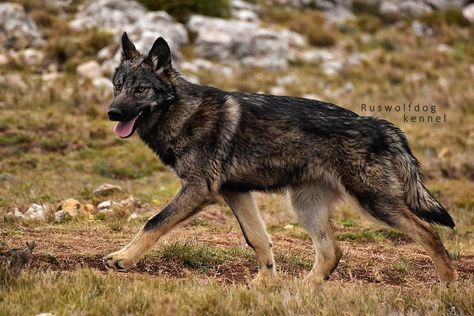 Wolf Dogs, German Shepherd Mix, Wolf Photography, Wolf Photos, Dog Brain, Mahogany Color, Wolf Dog, Red Dark, 5 Months