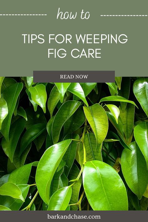 Wondering how to keep your weeping fig tree healthy and thriving? This post is packed with practical advice! Dive into expert tips on watering, fertilizing, and pruning to give your tropical beauty the love it deserves. Whether you're maintaining a tiny indoor plant or a majestic outdoor fig, we'll guide you through the essential steps to ensure your weeping fig flourishes. From training your tree to setting it up in the best spot in your home, this is your go-to resource for all things weeping fig care. Weeping Fig Plant, Weeping Fig Tree Indoor, Weeping Fig Tree, Weeping Fig, Ficus Benjamina, Fig Trees, Fig Plant, Tropical Beauty, Rooting Hormone