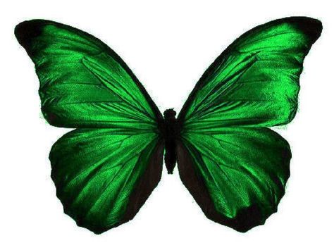 Green Butterfly Tattoo, Emerald Green Butterfly, Cake Designs For Girl, Emerald Green Colour, Butterfly Cutout, Butterfly Cake Topper, Butterfly Tattoos For Women, Tattoo Butterfly, Green Superfood