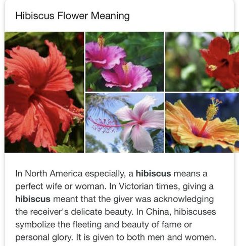 Flowers That Represent Healing, Hibiscus Meaning, Flowers With Meaning, Hibiscus Flower Meaning, Flower Facts, Flower Symbolism, Gothic Garden, Plant Fungus, Flower Meanings