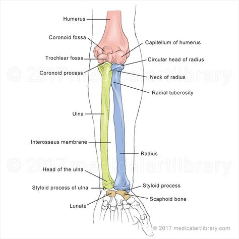 Musculoskeletal Archives - Page 3 of 4 - Medical Art Library Radius Bone Anatomy, Forearm Bones Anatomy, Arm Bones Anatomy, Bones Of The Arm, Bone Diagram, Forearm Anatomy, Forearm Bones, Radius Bone, Biology Drawing