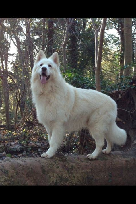 Beautiful white german shepherd! German Shepherd White, Funny Pictures Of Animals, Dogs German Shepherd, White Swiss Shepherd, White Shepherd, White German Shepherd, Pictures Of Animals, Yorkshire Terrier Puppies, Coban