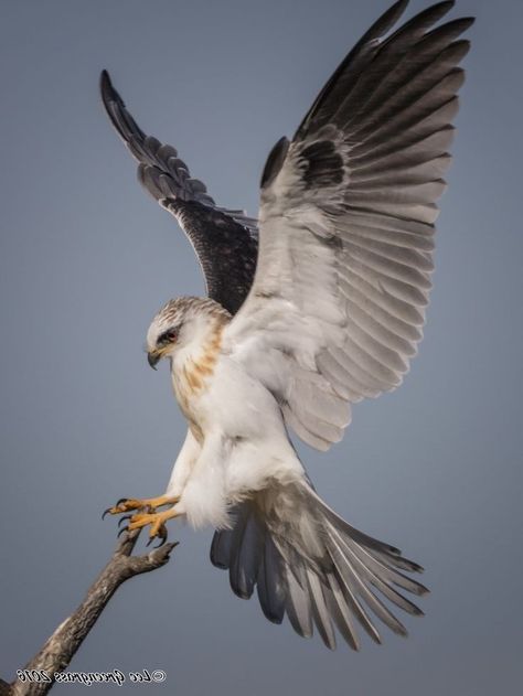 Raptors Bird, Animal Collective, Akhal Teke Horses, Prehistoric Wildlife, Japanese Bird, Red Kite, Bird Wings, Big Animals, Paper Animals