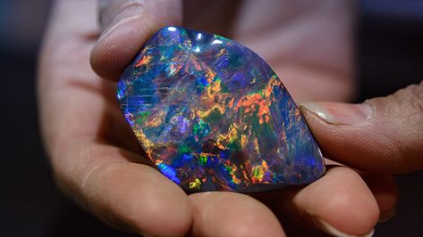 Opal cutter and carver Justine Buckley holds a 92-carat Lightning Ridge black opal Expensive Stones, Lightning Ridge Black Opal, Rainbow Opal, Precious Opal, Rare Stone, Rare Crystal, Red Diamond, Lightning Ridge, Rare Gems